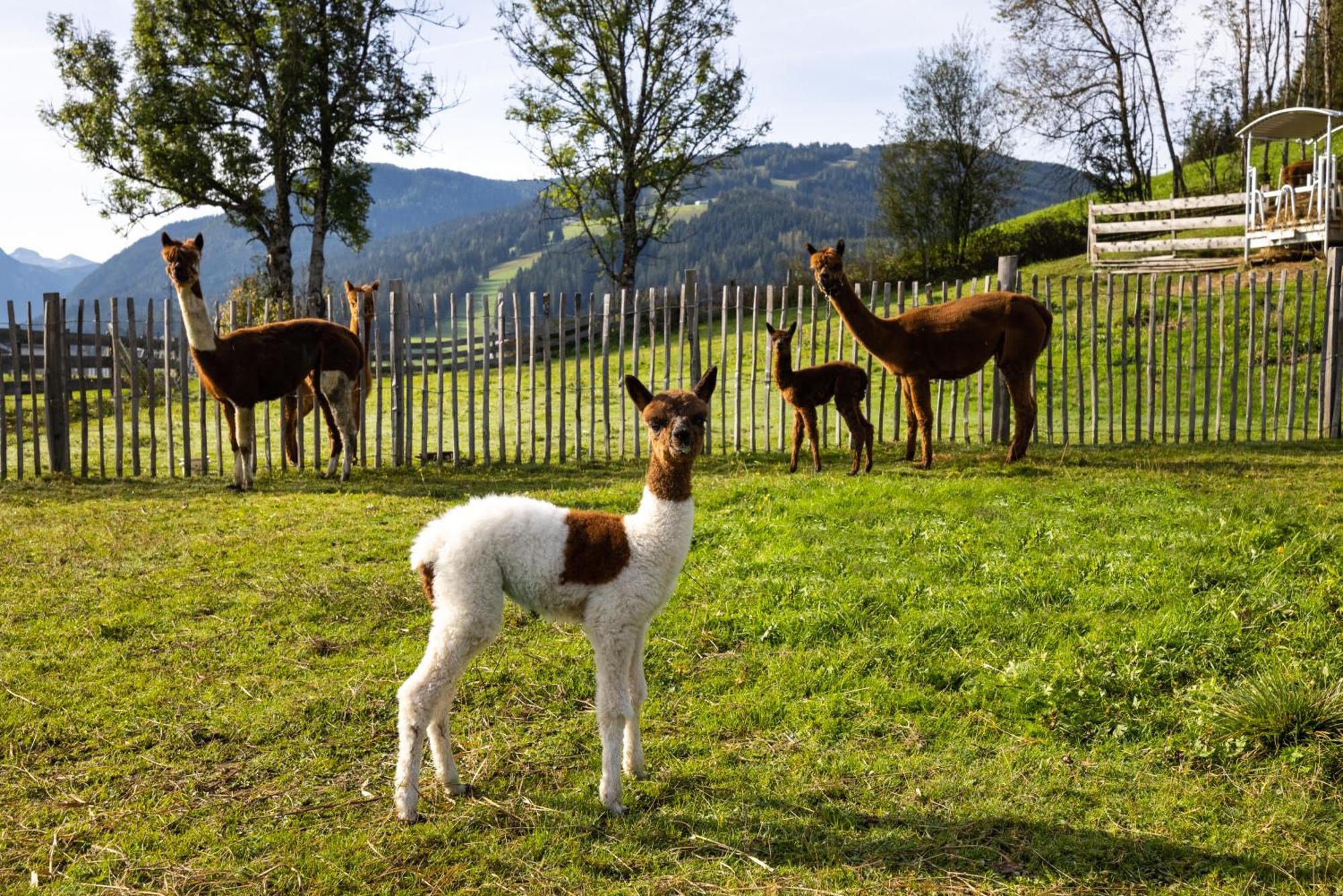 Appartamento Laubichlhof Flachau Esterno foto