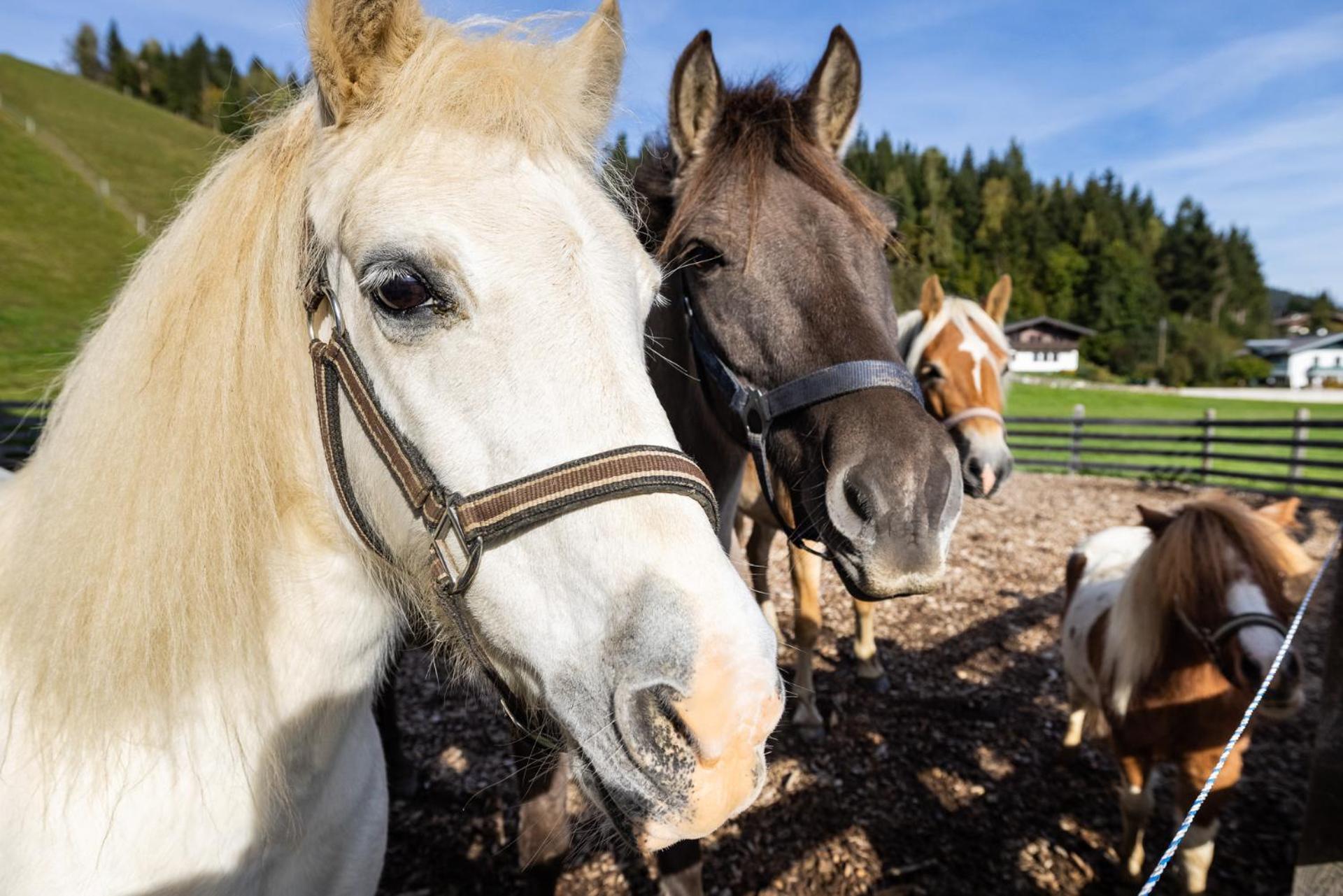Appartamento Laubichlhof Flachau Esterno foto