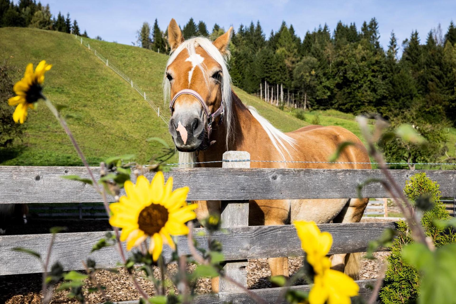 Appartamento Laubichlhof Flachau Esterno foto